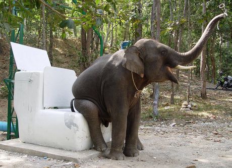 5 year old toilet trained elephant 'Diew' pulls the flush on a specially designed jumbo loo at an elephant camp in Doi Suthep park, Chiang Mai, Northern Thailand. The waste is collected and used to produce methane.
