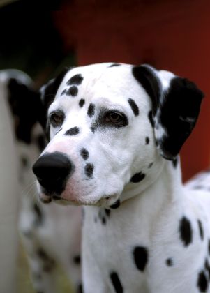 Dalmatian Dog Editorial Stock Photo - Stock Image | Shutterstock