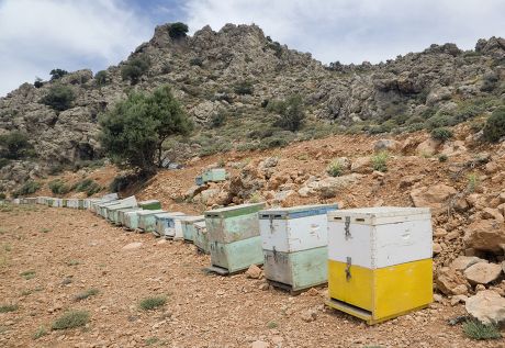 46 Bee boxes Stock Pictures, Editorial Images and Stock Photos ...