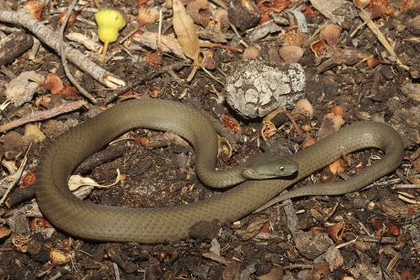 Bardick Echiopsis Curta Venomous Elapid Snake Editorial Stock Photo ...