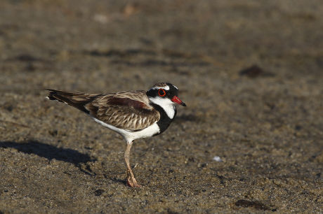 4 Gutter snipe Stock Pictures, Editorial Images and Stock Photos ...