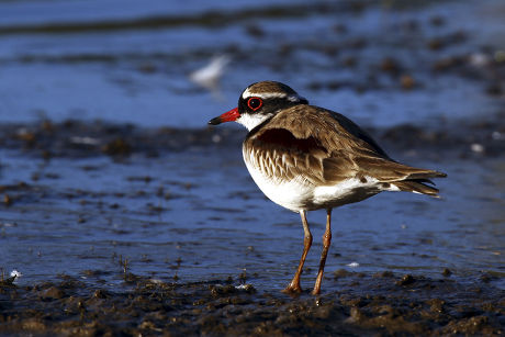 4 Gutter snipe Stock Pictures, Editorial Images and Stock Photos ...