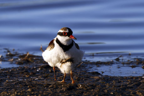 4 Gutter snipe Stock Pictures, Editorial Images and Stock Photos ...