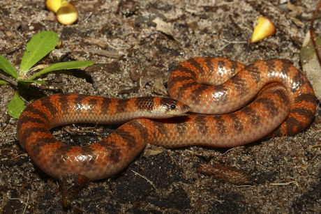 Southern Shovelnosed Snake Brachyurophis Semifasciata Venomous ...