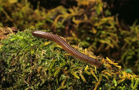 24 Myriapoda Stock Pictures, Editorial Images and Stock Photos