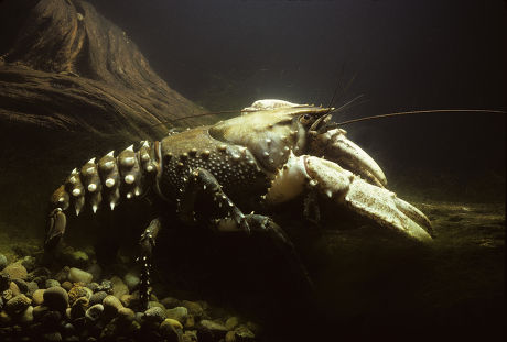 Murray Crayfish Euastacus Armatus Lives Burrows Editorial Stock Photo ...