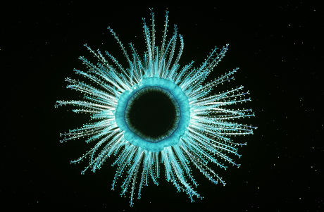 3 Eumetazoa Stock Pictures, Editorial Images and Stock Photos