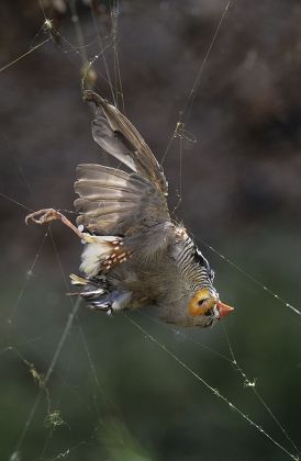 nephila edulis with bird