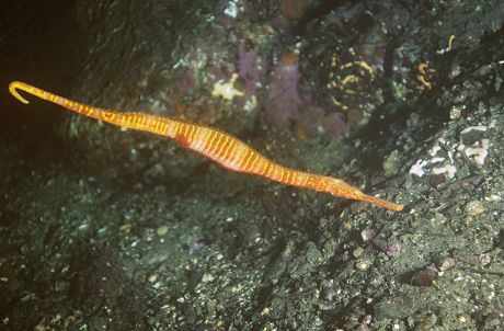 2 Solegnathus Stock Pictures, Editorial Images and Stock Photos