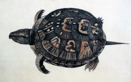 17 Common box turtle Stock Pictures, Editorial Images and Stock Photos ...