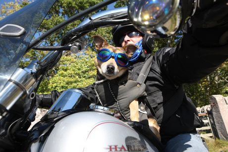 __COUNT__ Motorcycle-riding dog Harley, Inverness, Scotland, Britain