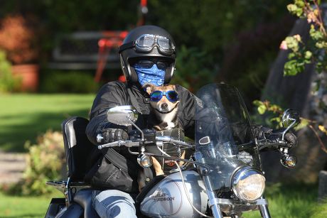 motorcycle gear for small dogs