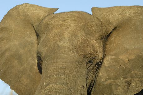 64 Elephant teeth Stock Pictures, Editorial Images and Stock Photos ...