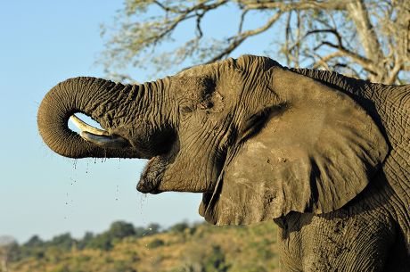64 Elephant teeth Stock Pictures, Editorial Images and Stock Photos ...