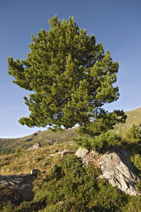 Swiss Pine Arolla Pine Pinus Cembra Editorial Stock Photo - Stock Image ...