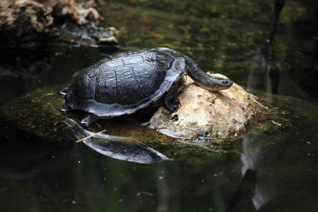 8 Chelodina Stock Pictures, Editorial Images and Stock Photos ...