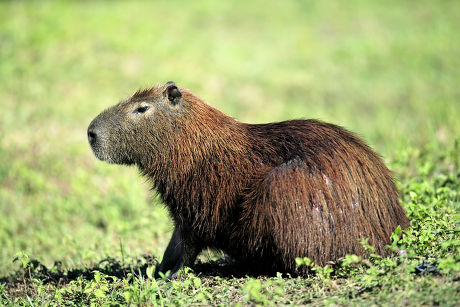 35 Capibara Stock Pictures, Editorial Images and Stock Photos ...