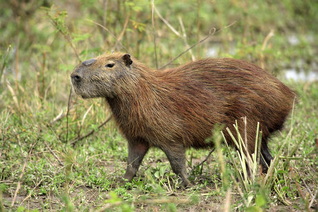 35 Capibara Stock Pictures, Editorial Images and Stock Photos ...