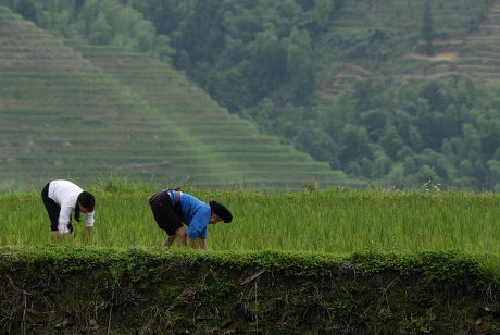 34 Pingan Stock Pictures, Editorial Images and Stock Photos | Shutterstock