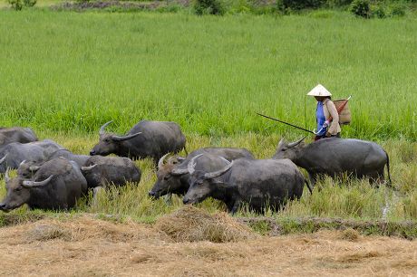 250 Vietnamese Farmer Stock Pictures, Editorial Images And Stock Photos 