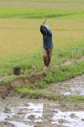 250 Vietnamese Farmer Stock Pictures, Editorial Images And Stock Photos 