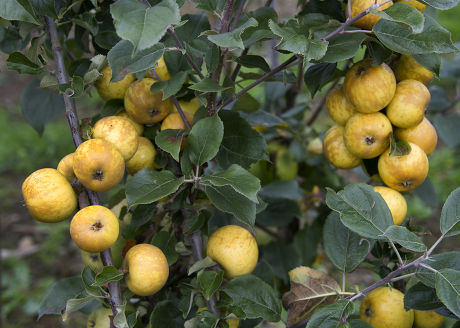 Orchardist Tom Adams Apple Trees Cambrian Editorial Stock Photo - Stock 