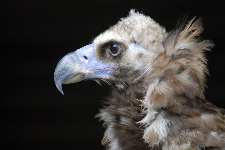 Eurasian Black Vulture Monk Vulture Cinereous Editorial Stock Photo ...