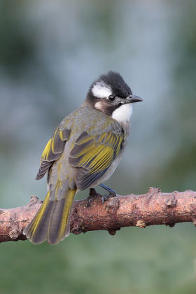 Chinese Bulbul Pycnonotus Sinensis Adult Perched Editorial Stock Photo ...