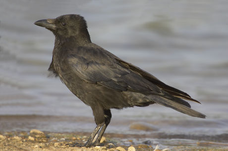 Carrion Crow Corvus Corone Juvenile Standing Editorial Stock Photo ...