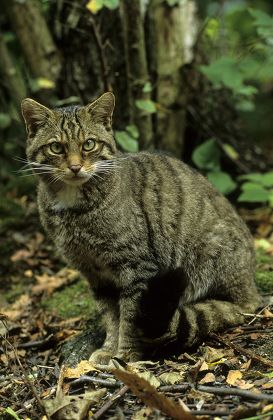 Eurasian Wildcat Felis Silvestris Scottish Race Editorial Stock Photo 