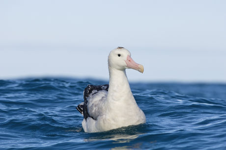 Gibsons Antipodean Albatross Diomedea Antipodensis Gibsoni Editorial ...