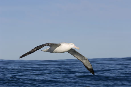 Gibsons Antipodean Albatross Diomedea Antipodensis Gibsoni Editorial ...