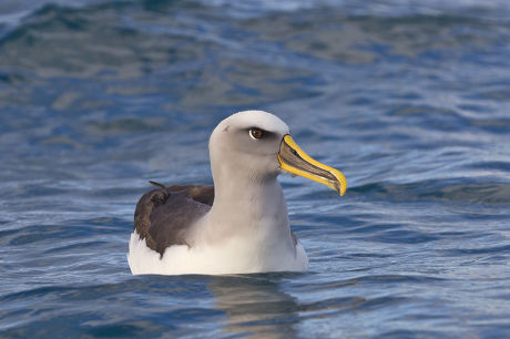 Southern Bullers Albatross Thalassarche Bulleri Bulleri Editorial Stock ...