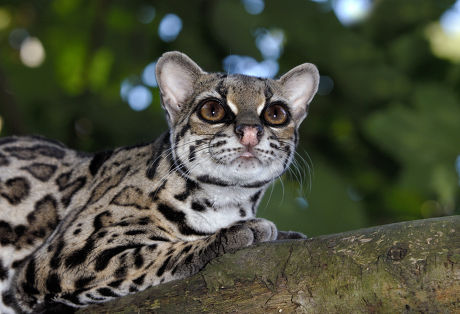 Margay Felis Wiedii Adult Lying On Editorial Stock Photo - Stock Image ...