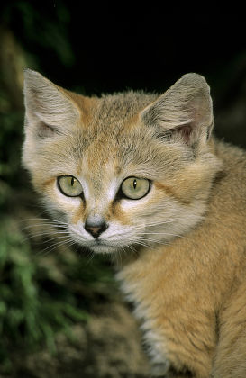 Sand Cat Subspecies Felis Margarita Harrisoni Editorial Stock Photo ...