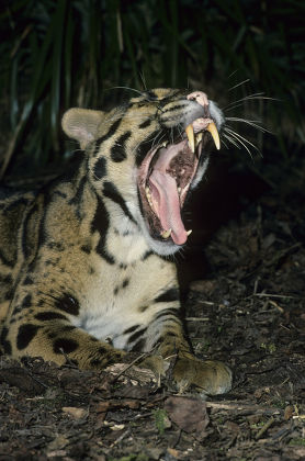 Clouded Leopard Neofelis Nebulosa Yawning Editorial Stock Photo - Stock ...