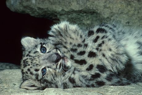250 Cats paw Stock Pictures, Editorial Images and Stock Photos ...