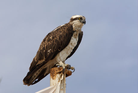 Osprey Pandion Haliaetus Immature Moulting Perched Editorial Stock ...