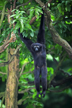 Agile Gibbon Hylobates Agilis Adult Hanging Editorial Stock Photo ...