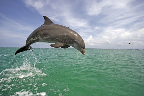 250 Atlantic Bottlenose Dolphin Stock Pictures, Editorial Images And 