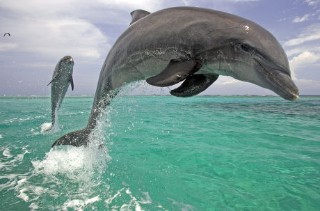 250 Atlantic bottlenose dolphin Stock Pictures, Editorial Images and ...