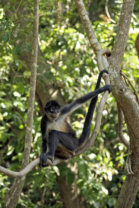 Geoffroys Spider Monkey Ateles Geoffroyi Adult Editorial Stock Photo