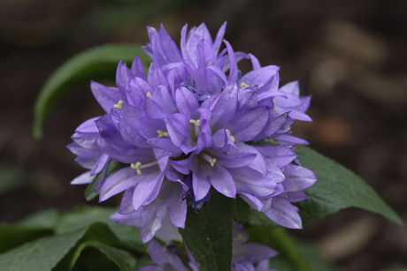 13 Campanula glomerata Stock Pictures, Editorial Images and Stock