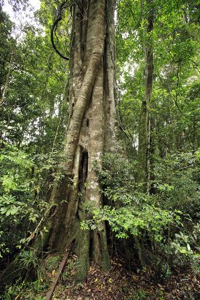 Watkins Strangler Fig Ficus Watkinsiana Roots Editorial Stock Photo ...