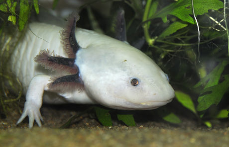 59 Ambystoma Stock Pictures, Editorial Images and Stock Photos ...