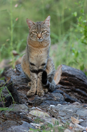 Felis silvestris lybica фото