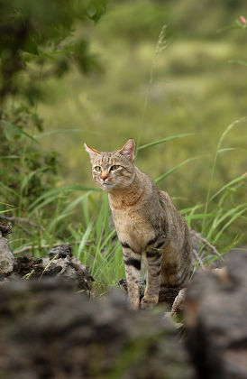 Felis silvestris lybica фото