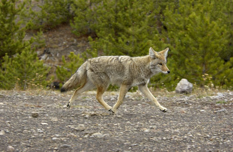 Coyote Canis Latrans Running Light Snow Editorial Stock Photo - Stock ...