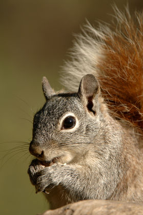 Arizona Grey Squirrel Sciurus Arizonensis Portrait Editorial Stock Shutterstock 5314302a