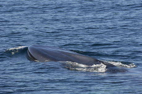 Fin Whale Balaenoptera Physalus Adult Surfacing Editorial Stock Photo ...